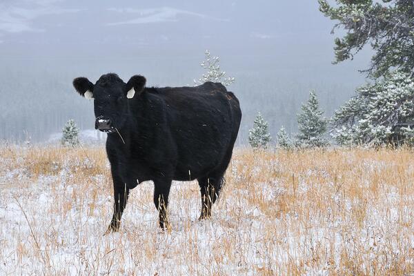 black cow in a snowy field