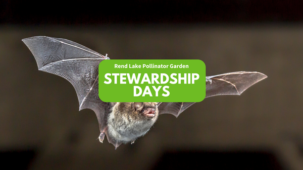 bat flying, "Rend Lake Pollinator Garden Stewardship Days"