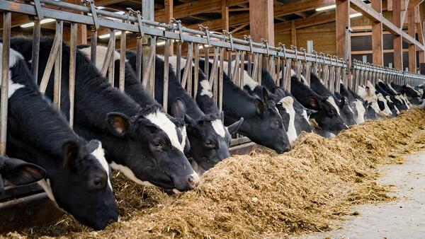 A group of dairy cattle stick their heads through feeders to eat inside of a building.