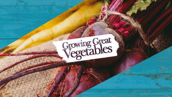 Beets and yellow carrots bundled sitting on a burlap sack and a text overlay reading Growing Great Vegetables.