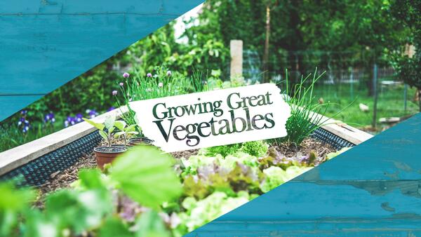 Looking out at ground level of a raised bed garden filled with growing vegetables.