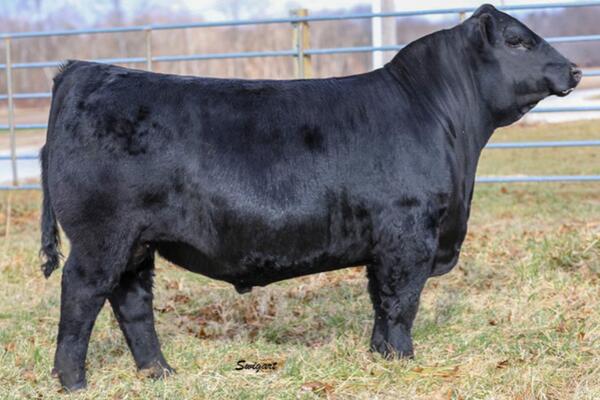 A posed side view of a black Angus bull standing in a pasture in front of a silver fence.