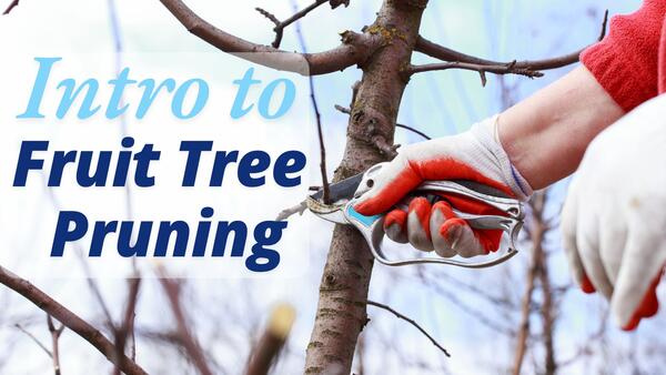 pruning a tree