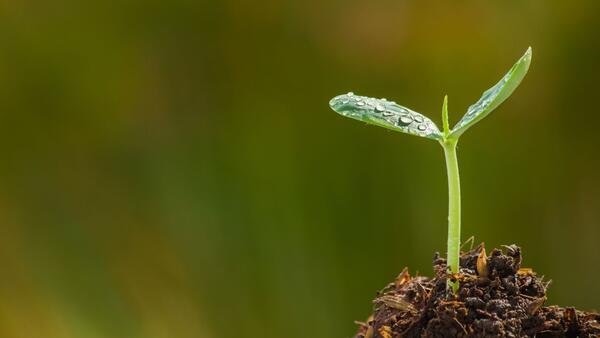 seedling popping out of the dirt