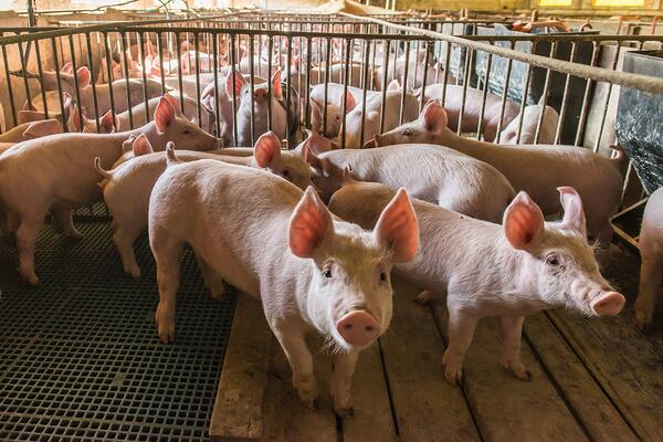 Groups of young pigs standing in multiple pens with slatted floors in confinement house. 