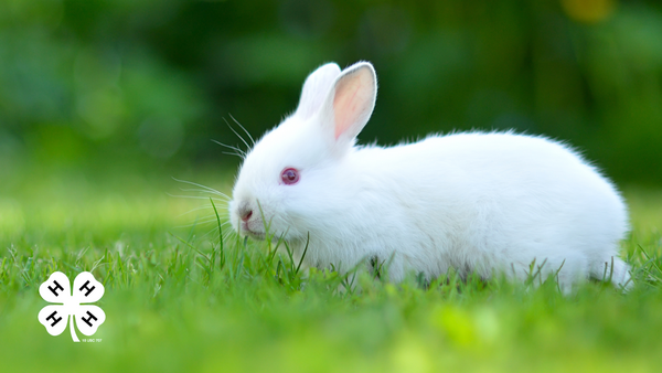 A white rabbit out in the grass. A white 4-H clover in the bottom left corner.