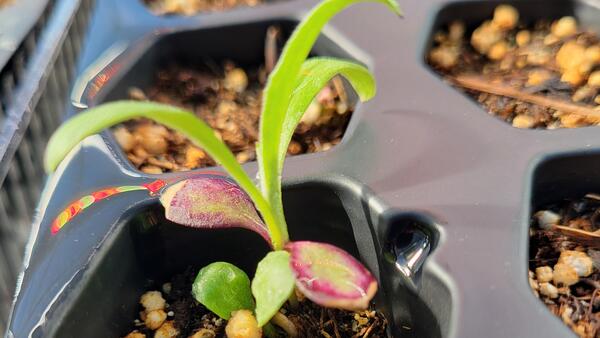 plant sprout growing in a greenhouse