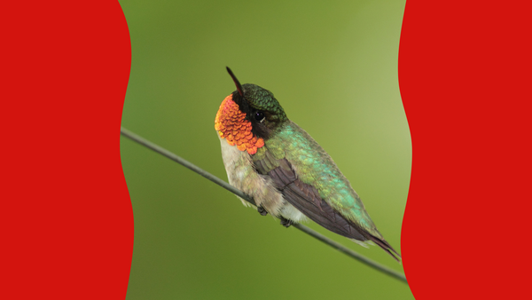 hummingbird on a branch