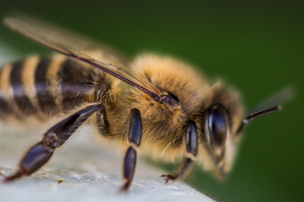 Bumble bee on green background