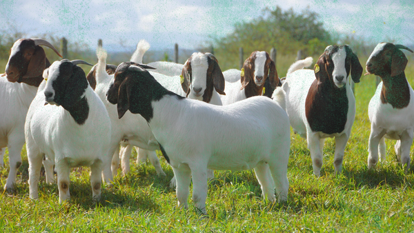 group of goats standing outside