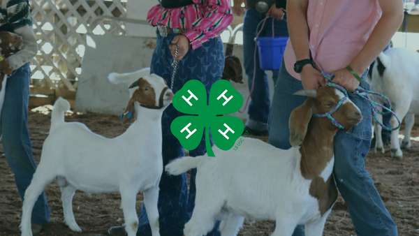 show goats with 4-H logo