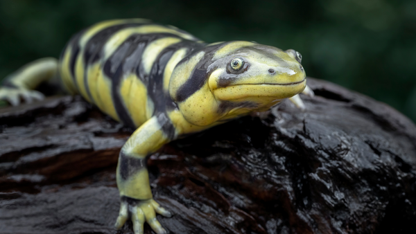 tiger salamander