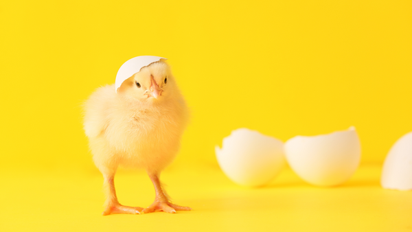 Chick with eggshell on its head