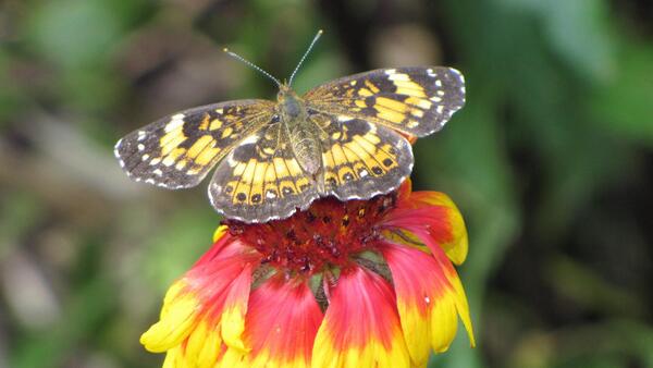 silverery checkerspot butterfly on a flower