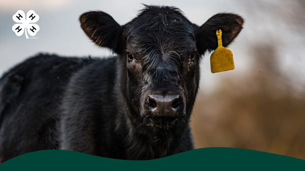 A black cow with an yellow ear tag. A white 4-H clover in the upper left corner. 