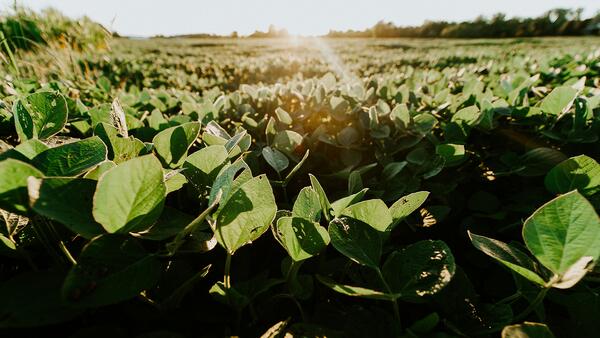 soybeans growing in a field