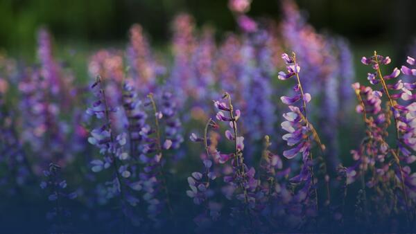 wildflowers