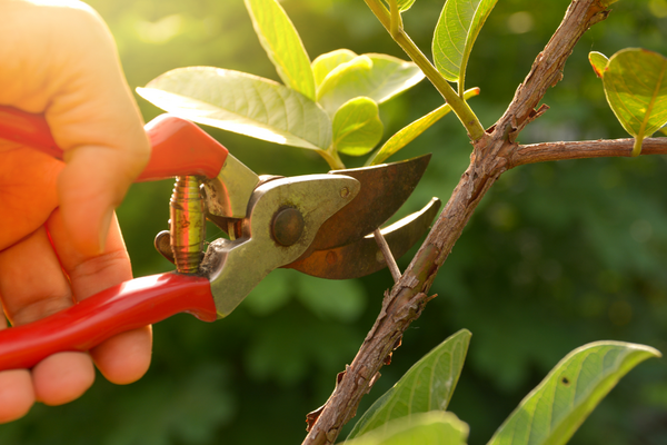 Hand holding clippers pruning a branch