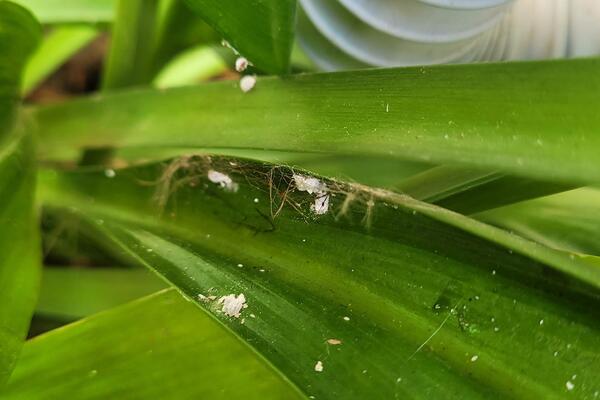 White fuzzy appearing specs that are mealybugs on a houseplant stem.