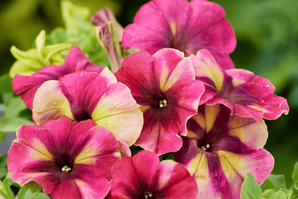 A grouping of award-winning pink and yellow-striped blooming petunia flowers.  