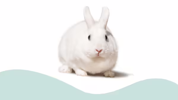 white rabbit with a green and white background