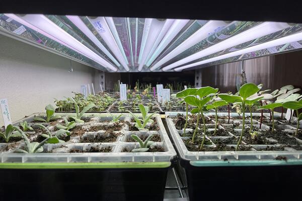 Looking into a row of planted, growing seedling trays under grow lights. 