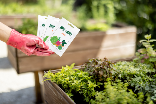 gloved hand holding packets of seeds over a container garden bed of lettuce