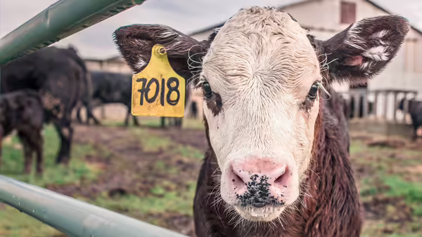 A cow stares at the camera.