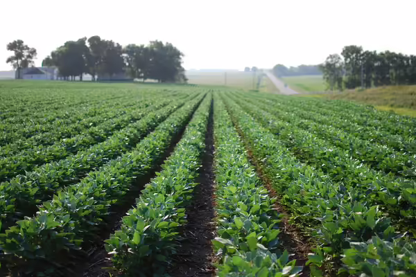 soybeans
