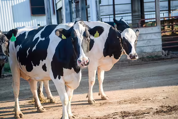 Two black and white dairy cows in a farm lot