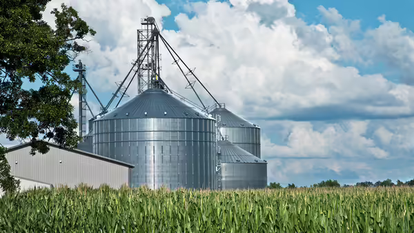 A corn field with a shed and grain bins in the background. 