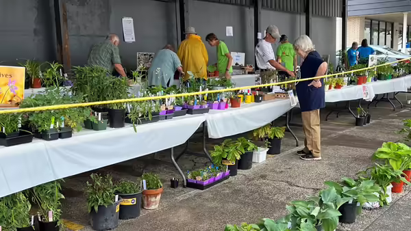 tables lined with plants