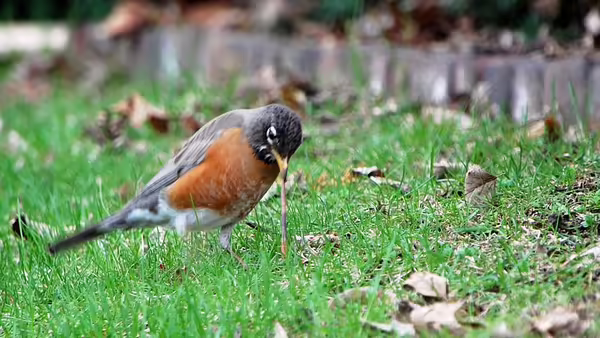 Robin pulling a worm