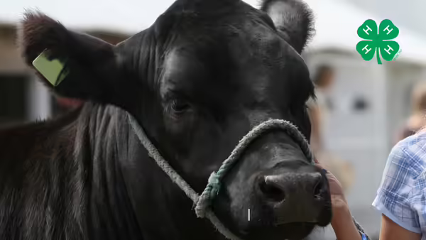 A black angus with a halter on. A green 4-H clover in the upper right corner.