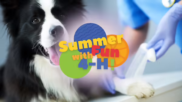 "Summer Fun with 4-H!" in front of dog getting its paw wrapped