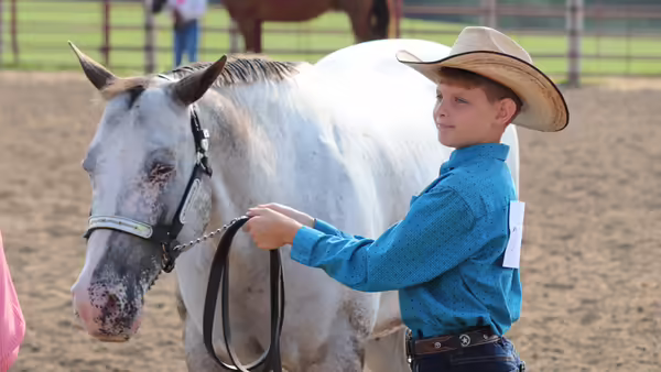 Youth equine exhibitor presents horse on halter to judge.