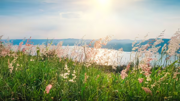 A sunrise over a lake surrounded by a field with pink flowers.