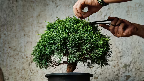 hands holding scissors trimming a bonsai