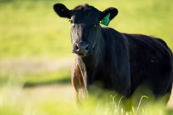 black angus cow in front of green grass