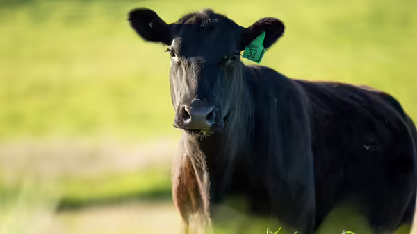 black angus cow in front of green grass