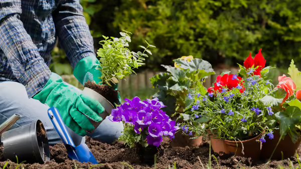 hands planting flowers in a garden 