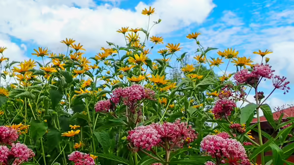 Pollinator friendly yellow and pink flowers against a blue sky