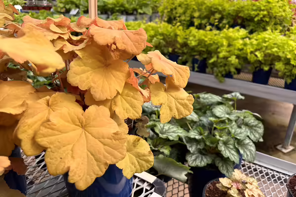 Yellow and green foliage shade plants at a garden center