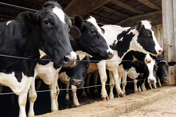 Black and white dairy cattle in a barn.