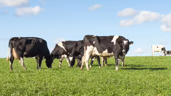 A group of dairy cows in a field.