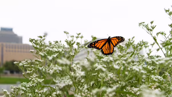Monarch butterfly sitting amid white flowers in an urban setting