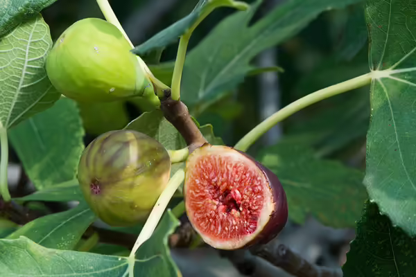Growing figs on a plant stem