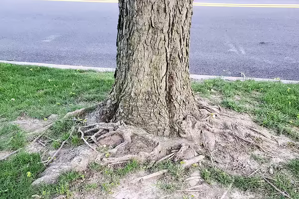A tree grows next to a street with exposed and damaged girdling roots