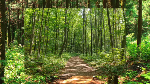 forest