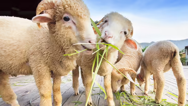 Sheep